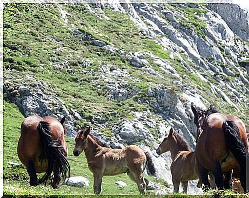 Horses graze free on the slopes of a mountain