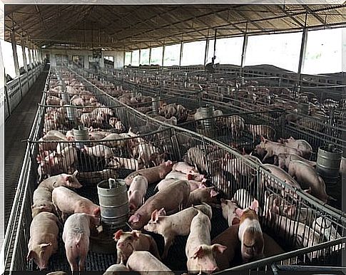 Intensive pig farming 