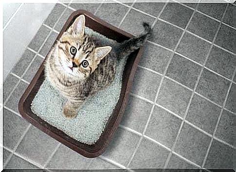 Cat and litter box