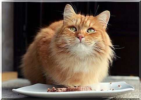 What to do if the cat does not eat?