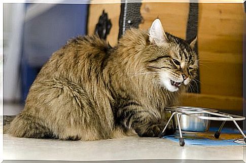 Long-haired cat while feeding