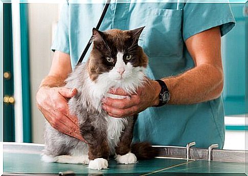 Veterinarian takes care of a cat