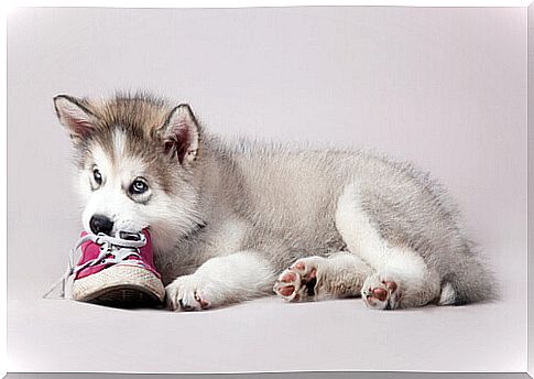 husky-biting-a-shoe