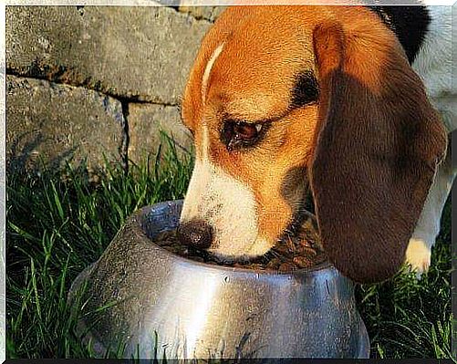 What to do if your dog does not eat the food?