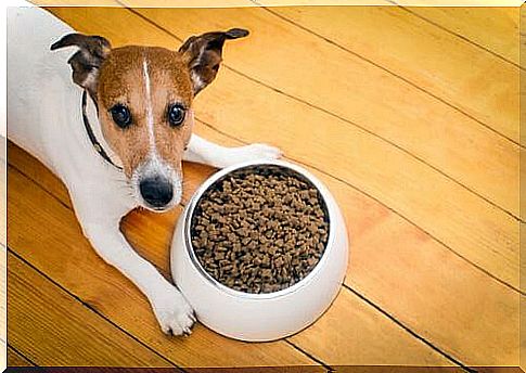 Dog with bowl of kibble on the ground 