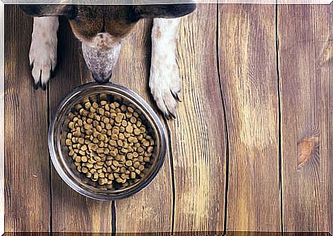 Dog with bowl of kibble on the floor 