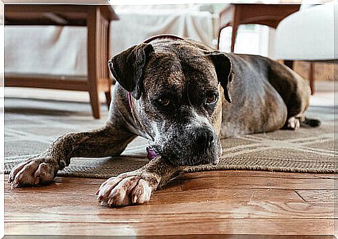 cane seduto sul pavimento