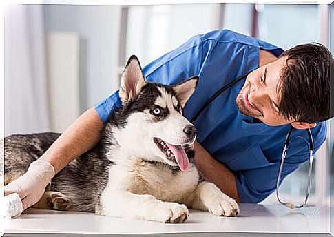 Husky at the vet