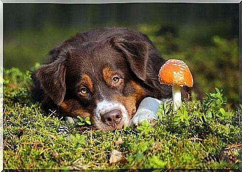 What to do in case of mushroom poisoning in dogs