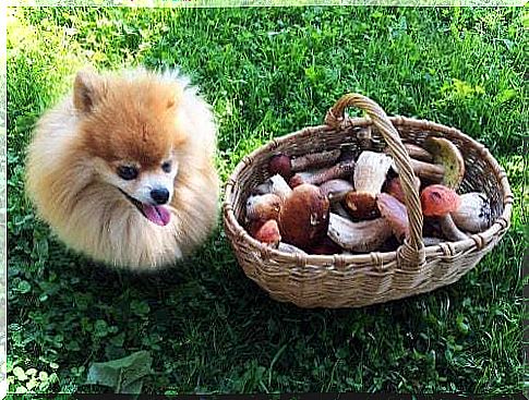 Puppy with a basket of mushrooms