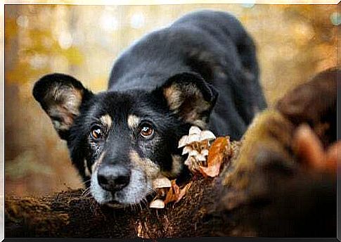 Dog lying with mushrooms