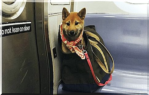 What to do to take dogs on the New York subway?