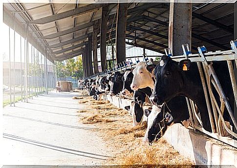 a group of battery cows chew hay