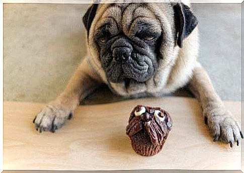 Why can't dogs eat chocolate?