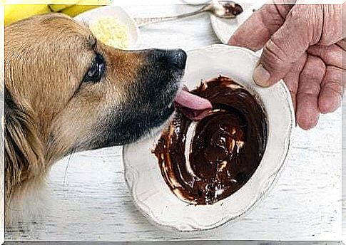 Dog eating chocolate