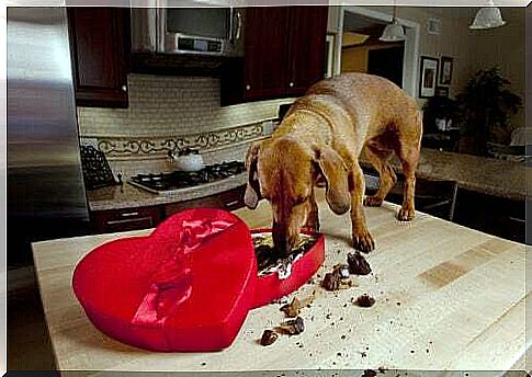 Why Dogs Can't Eat Chocolate