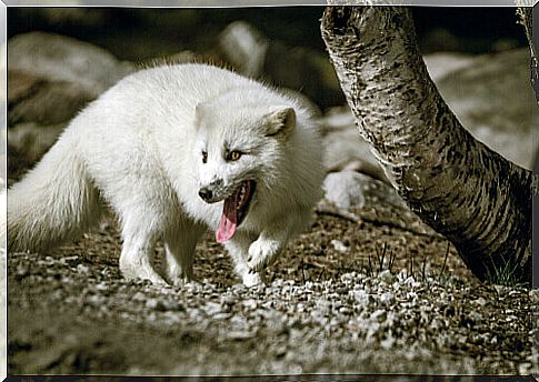 Why did an arctic fox travel 3,500 kilometers?