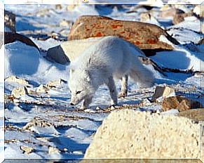 Arctic fox in its habitat.