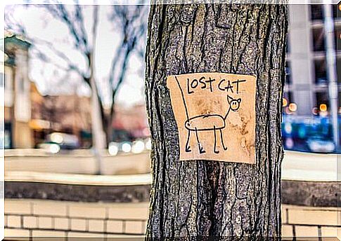 Lost cat sign