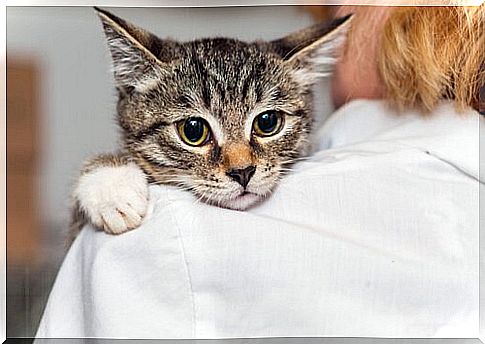 Woman with tabby cat