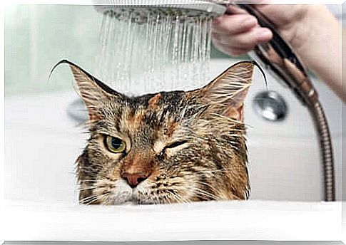 Why do cats hate water?  Let's unravel the mystery