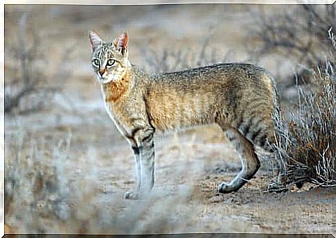 Esemplare di Felis silvestris lybica nel deserto.