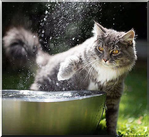 Gray cat bathing his paw in a fountain.