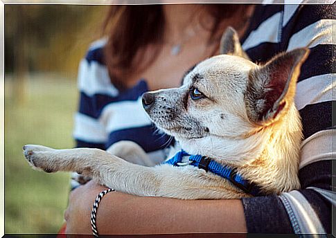 chihuahua in her arms