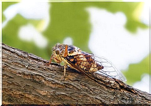 Why do cicadas only sing in summer?