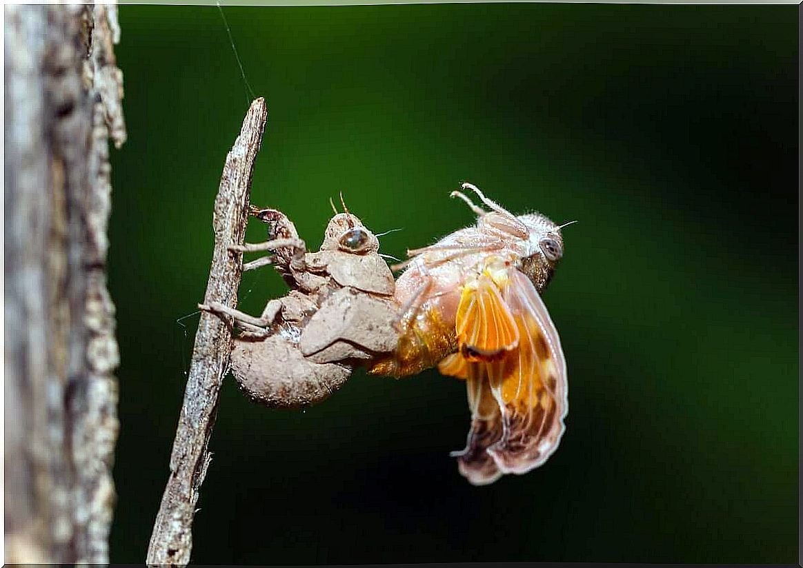 Mating of cicadas.