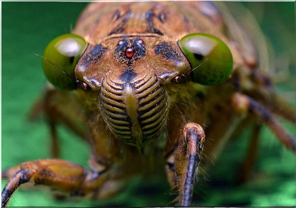 Head of the cicada.