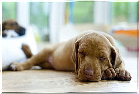 fawn puppy sleeps