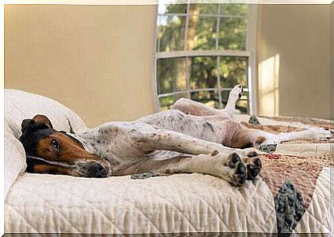 Dog lying on a bed.