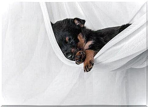 Dog sleeping on the sheet.  Scratch the kennel.