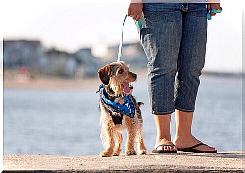 Why should I take my dog ​​for a walk every day?