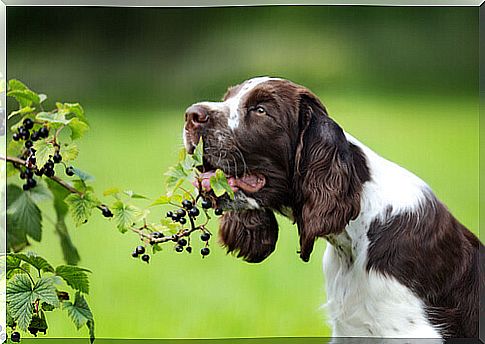 Why Does Dog Eat Grass?