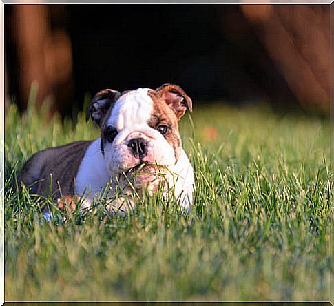 bulldog eats grass