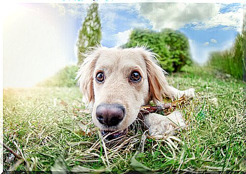 dog eats grass