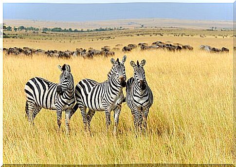 Why is zebra skin streaked?