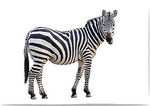 Zebra black and white stripes