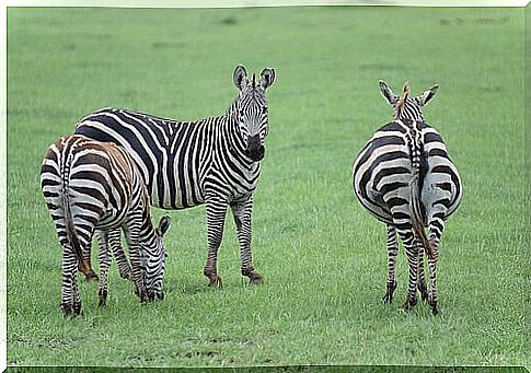 Grazing zebras