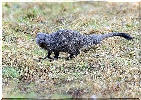 Why is there the Egyptian mongoose in Spain?