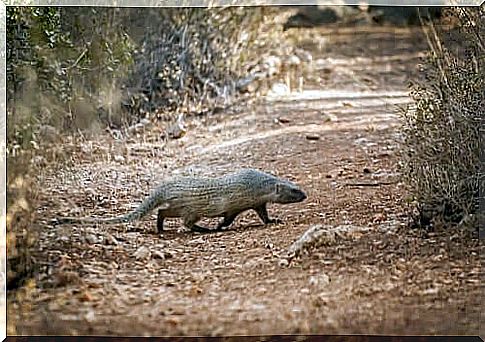 the Egyptian mongoose is an animal with an elongated body, similar to that of a mustelid