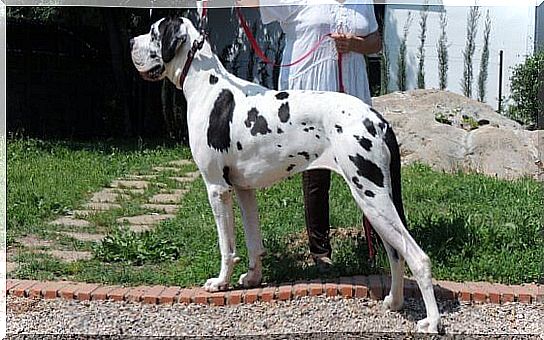 a Great Dane suffering from Wobbler Syndrome