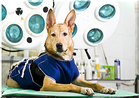 a wolf dog lying on the vet's bed