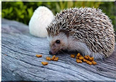 Wobbly hedgehog syndrome