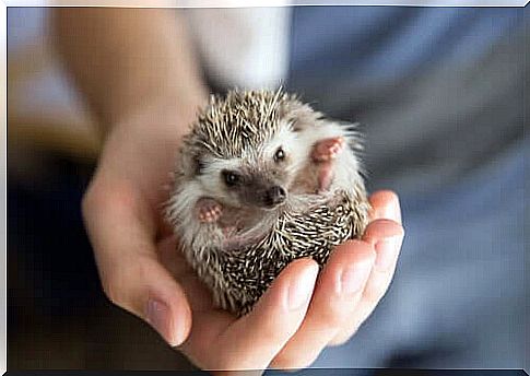 American hedgehog held in the hand by a man.