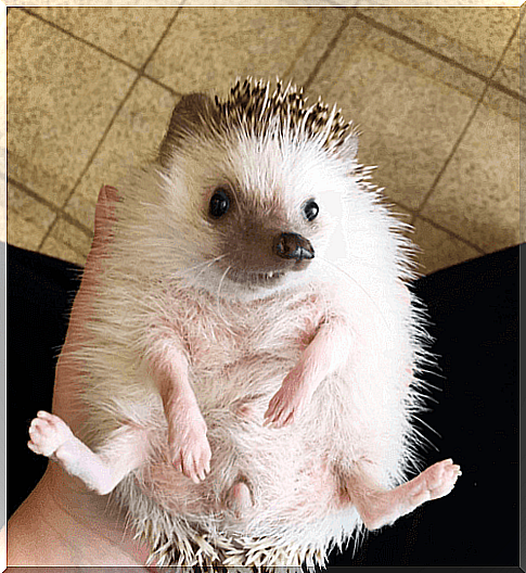 Domestic hedgehog with staggering hedgehog syndrome.